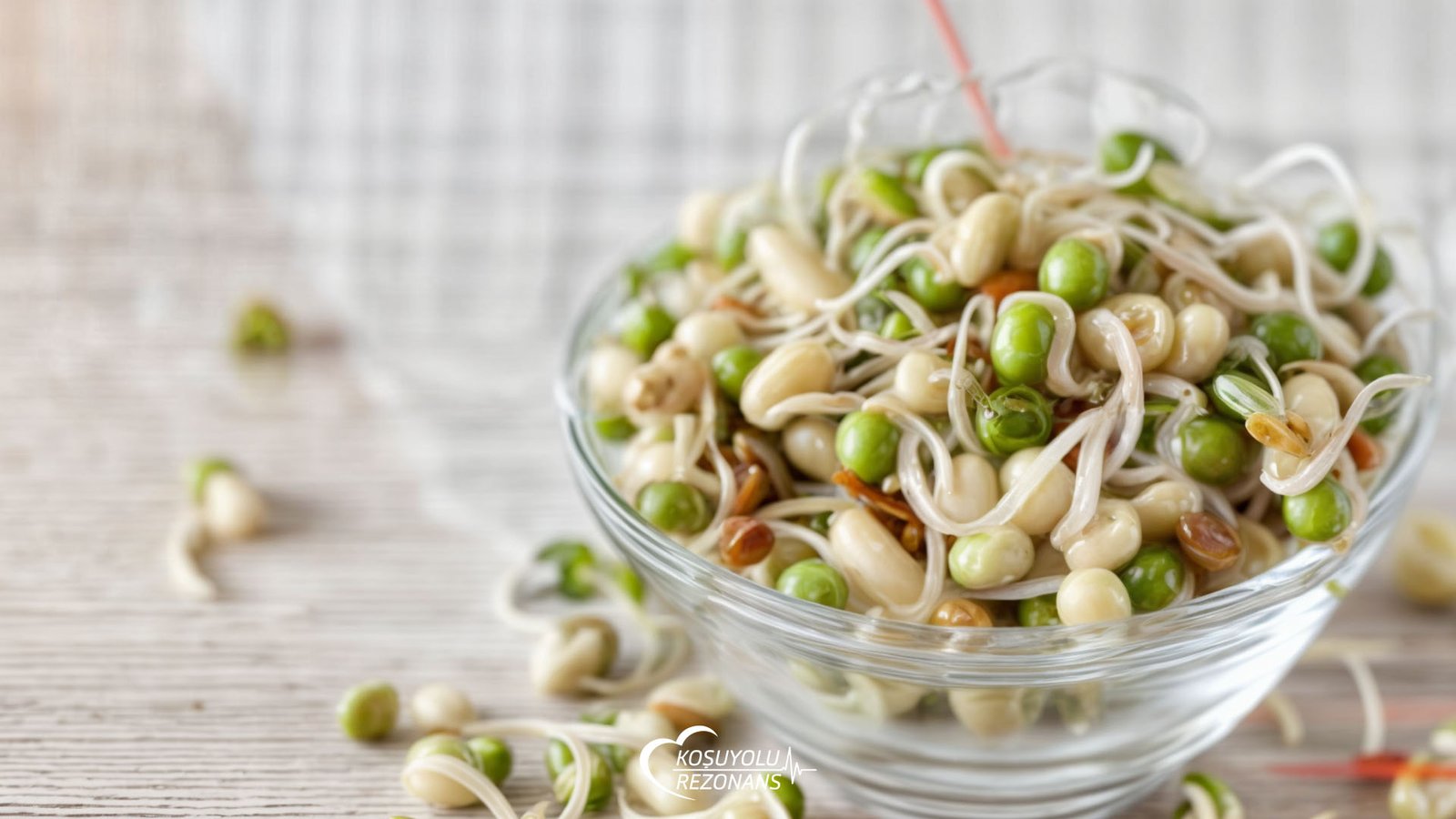 Baklagil Filizlendirme