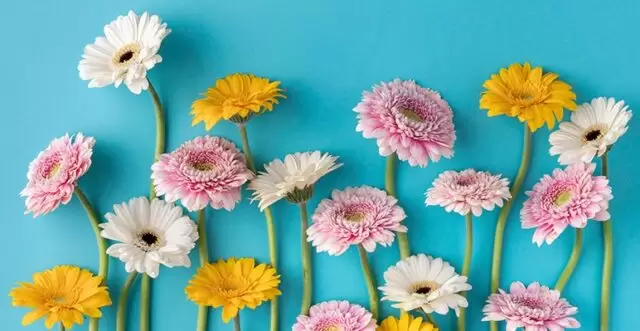 Bach Çicekleri Terapisi